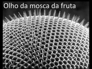 Olho da mosca da fruta
 