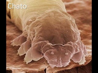 Chato
 