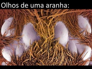 Olhos de uma aranha:
 