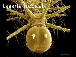 Lagarta Tropical
 