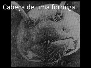 Cabeça de uma formiga
 