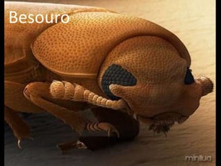 Besouro
 