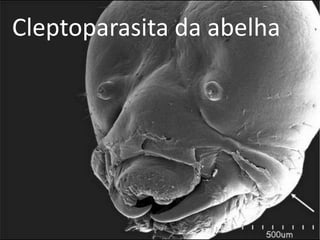 Cleptoparasita da abelha
 