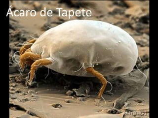 Ácaro de Tapete
 