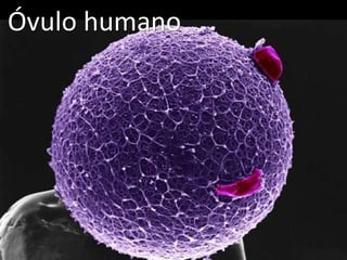 Óvulo humano
 
