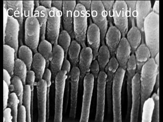Células do nosso ouvido
 