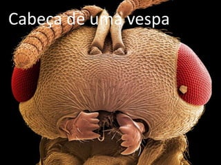 Cabeça de uma vespa
 