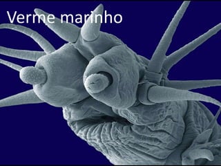 Verme marinho
 