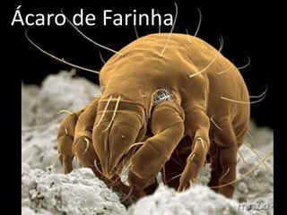 Ácaro de Farinha
 