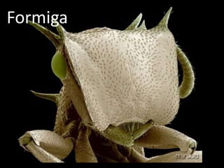 Formiga
 