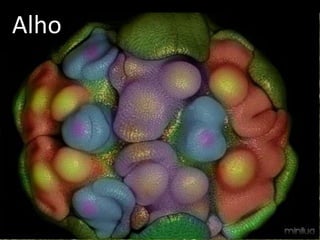 Alho
 