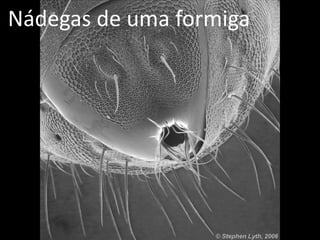 Nádegas de uma formiga
 