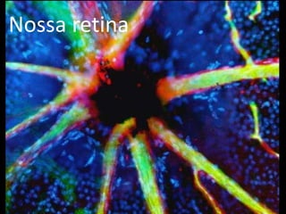 Nossa retina
 