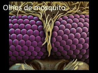 Olhos de mosquito
 