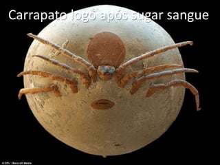 Carrapato logo após sugar sangue
 