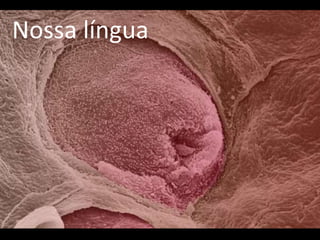 Nossa língua
 