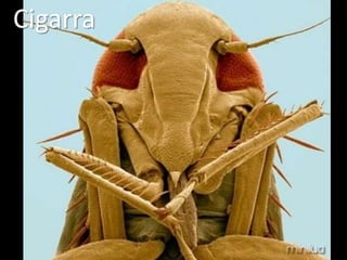 Cigarra
 