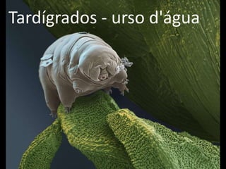 Tardígrados - urso d'água
 