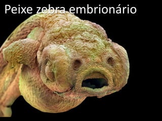 Peixe zebra embrionário
 