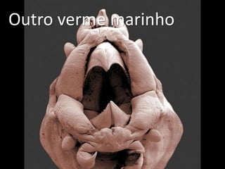 Outro verme marinho
 