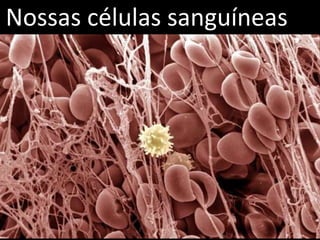Nossas células sanguíneas
 
