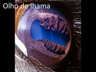 Olho de lhama
 