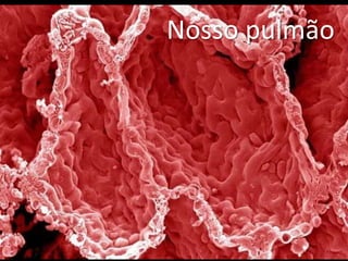 Nosso pulmão
 