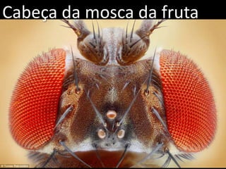 Cabeça da mosca da fruta
 