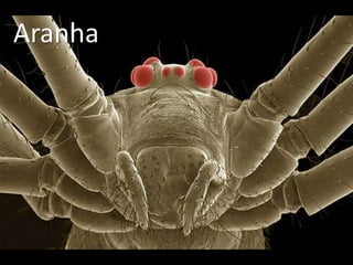 Aranha
 