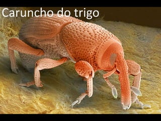 Caruncho do trigo
 