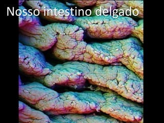 Nosso intestino delgado
 