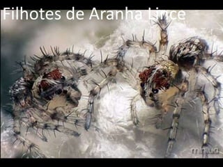 Filhotes de Aranha Lince
 