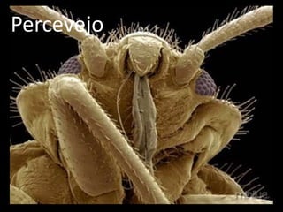 Percevejo
 