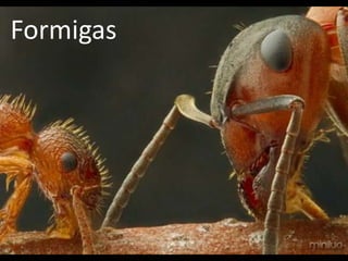 Formigas
 