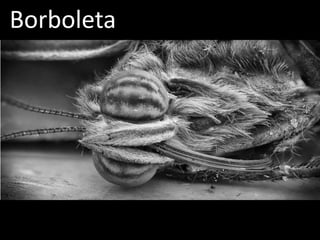 Borboleta
 
