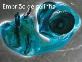 Embrião de galinha
 