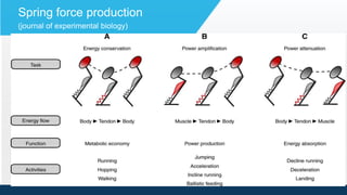 Create, Store and release energy
Session Date
Spring force production
(journal of experimental biology)
Kinesthetic Awareness
Pre-test – walk around room
Foot circles
Post test – walk around room
Heel-Ball-Toe (HBT)
HBT Calves
HBT Calves, Hamstrings
HBT Calves, Hamstrings Glutes
Knee/ankle bands
Partner Lateral demand tether band
Training
SL wall calf raise
SL Deadlift
SL glute bridge
SOB tether to
moderate resistance
Lean forward into
Run
 