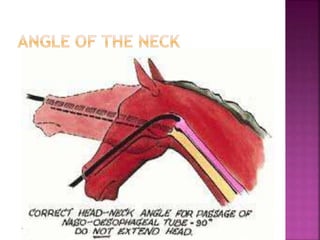 Nasogastric intubation in equine