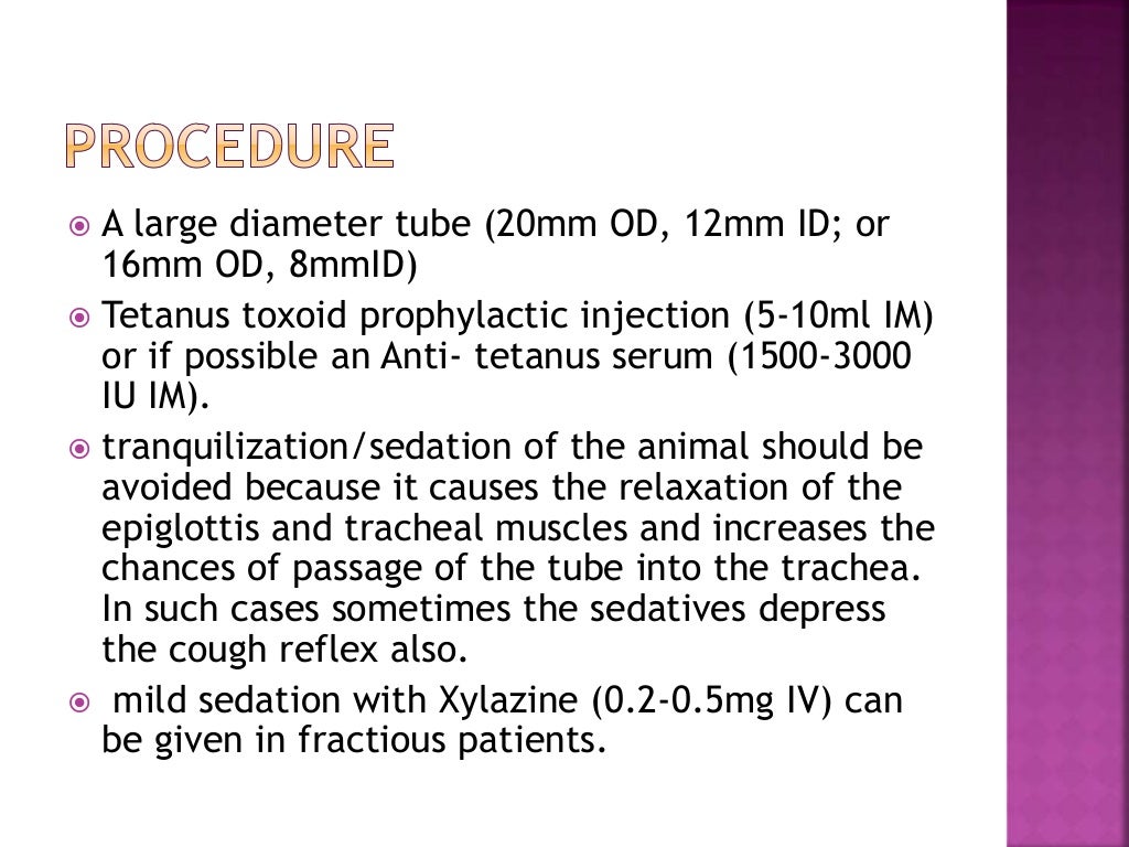 Nasogastric intubation in equine