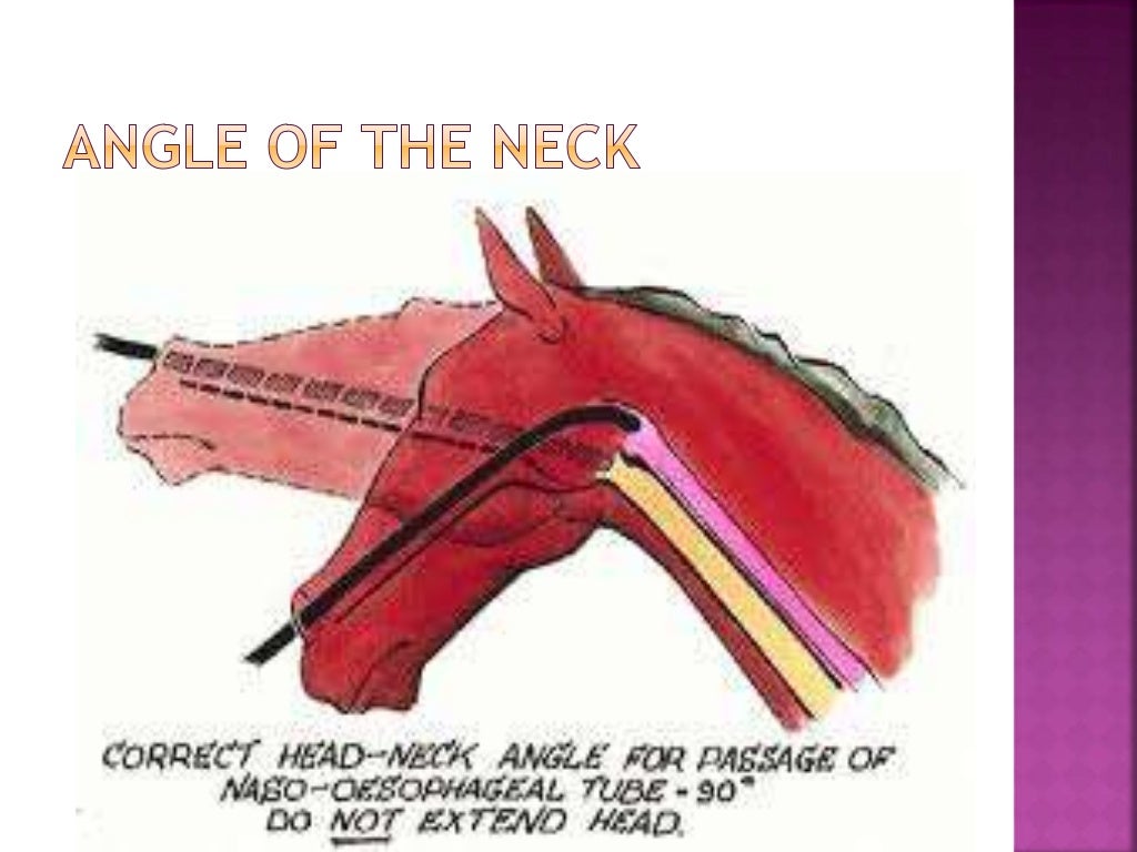 Nasogastric intubation in equine