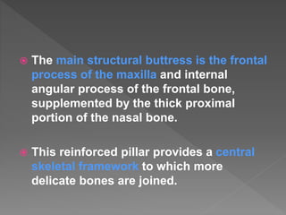  The main structural buttress is the frontal
process of the maxilla and internal
angular process of the frontal bone,
supplemented by the thick proximal
portion of the nasal bone.
 This reinforced pillar provides a central
skeletal framework to which more
delicate bones are joined.
 