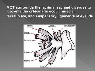 MCT surrounds the lacrimal sac and diverges to
become the orbicularis occuli muscle.,
tarsal plate, and suspensory ligaments of eyelids.
 