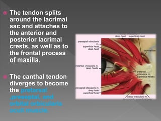  The tendon splits
around the lacrimal
sac and attaches to
the anterior and
posterior lacrimal
crests, as well as to
the frontal process
of maxilla.
 The canthal tendon
diverges to become
the pretarsal
,preseptal, and
orbital orbicularis
oculi muscle.
 