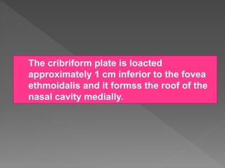  The cribriform plate is loacted
approximately 1 cm inferior to the fovea
ethmoidalis and it formss the roof of the
nasal cavity medially.
 
