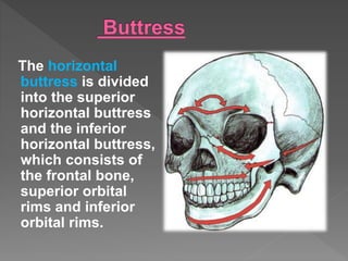 The horizontal
buttress is divided
into the superior
horizontal buttress
and the inferior
horizontal buttress,
which consists of
the frontal bone,
superior orbital
rims and inferior
orbital rims.
 