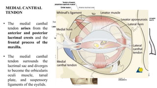 • The medial canthal
tendon arises from the
anterior and posterior
lacrimal crests and the
frontal process of the
maxilla.
• The medial canthal
tendon surrounds the
lacrimal sac and diverges
to become the orbicularis
oculi muscle, tarsal
plate, and suspensory
ligaments of the eyelids.
MEDIAL CANTHAL
TENDON
 