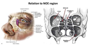 Relation to NOE region
 