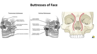 Buttresses of Face
 