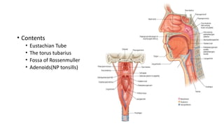 Process Tubaris Comprehensive Overview of Nasopharyngeal Cancer: Anatomy, Pathology ...