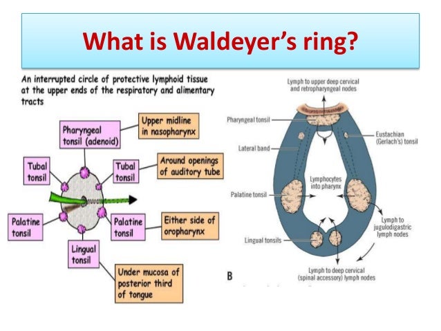 Waldeyer's tonsillar ring - wikidoc